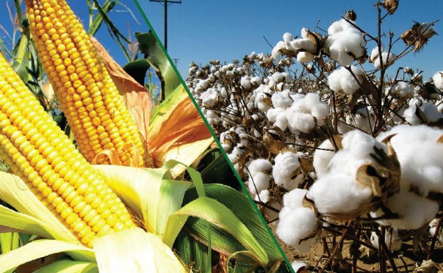 Liberan nuevas variedades de maíz y algodón geneticamente modificadas en Paraguay