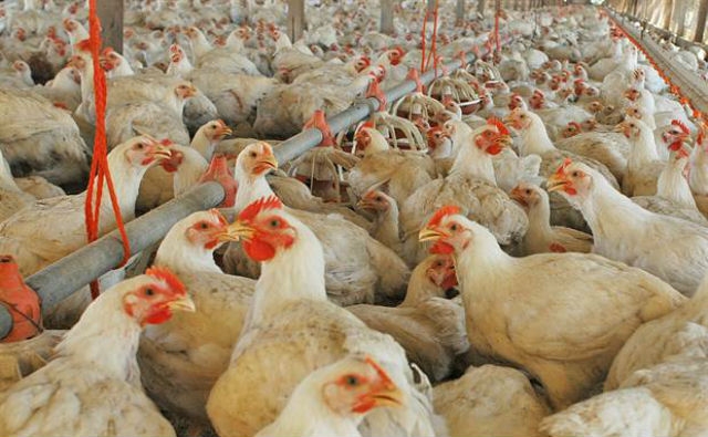 En Argentina, un criadero de pollos cordobés invertirá US$ 8 millones para producir biogás