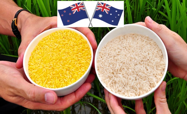 Australia y Nueva Zelanda aprueban el arroz dorado para su consumo humano