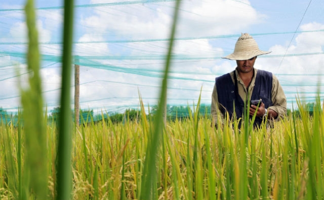 Big data y ciencia: Los aliados de los agricultores para entender el clima