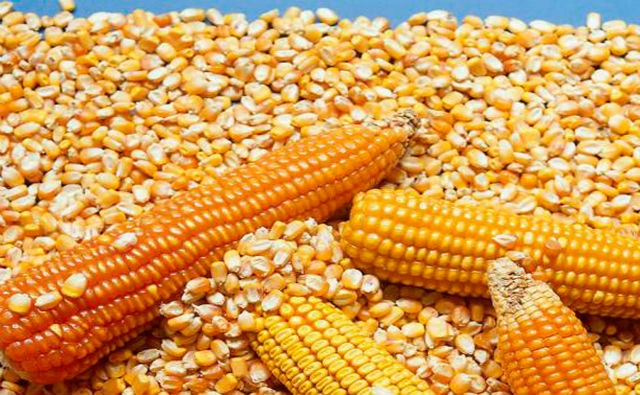 La Comisión Europea autoriza cinco OMGs para importación y renueva la autorización del maíz 1507