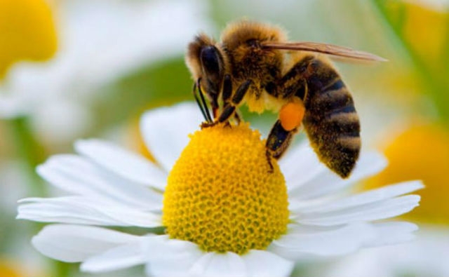 Un sistema de análisis detecta pesticidas en polen y néctar recolectados por abejas