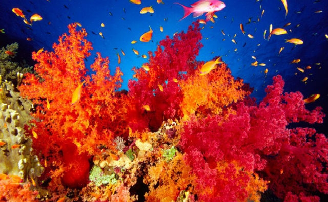 Conoce los arrecifes que están sobreviviendo al cambio climático