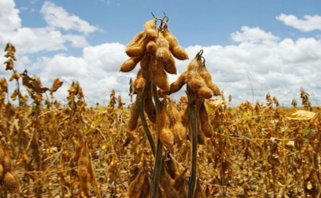 Es oficial: las pérdidas por la sequía en Argentina alcanzan el 23 % de la cosecha de soja y al 18 % del maíz