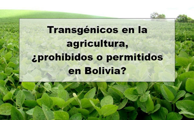 Transgénicos en la agricultura, ¿prohibidos o permitidos en Bolivia?