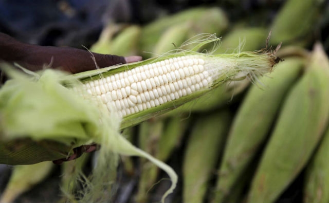 Descubren un maíz que no necesita fertilizantes: crece usando aire y bacterias