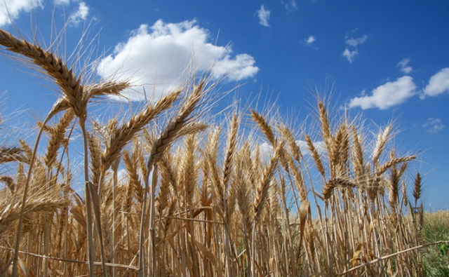 Presentada la secuencia más completa del genoma del trigo
