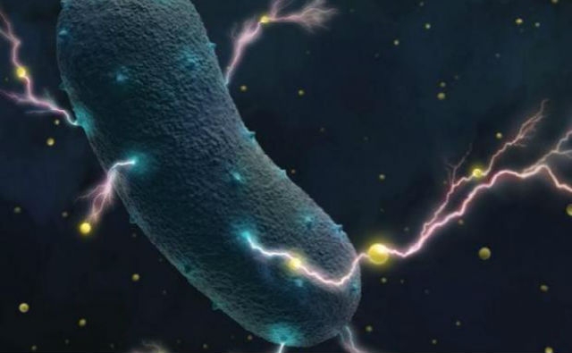 Secreto impactante de las bacterias intestinales: producen electricidad