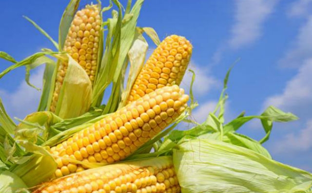 Estudio evidencia la capacidad del maíz GM contrarrestando los efectos del cambio climático