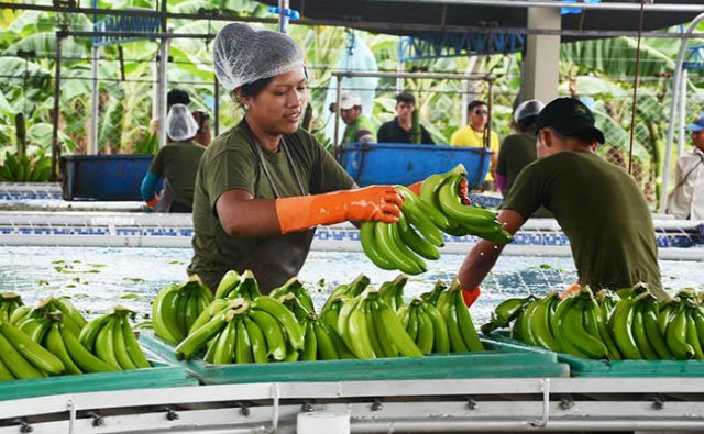 Chile duplica compra de banano a Bolivia en 2018 y a mejor precio