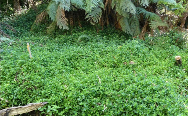 CSIRO libera hongos de la hoja de Brasil para atacar y matar las malezas invasoras