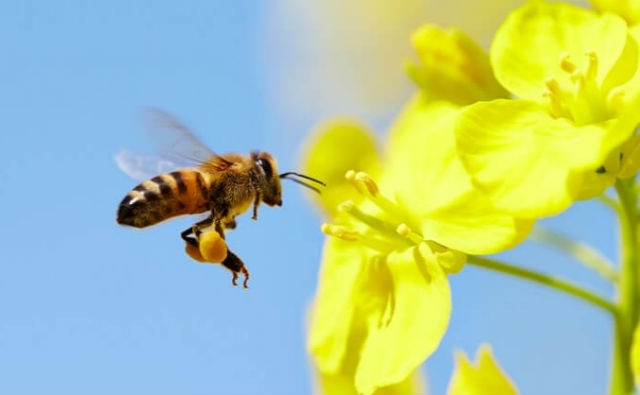 Un estudio muestra que el biopesticida Spinosad, popular en la agricultura orgánica, puede dañar las abejas