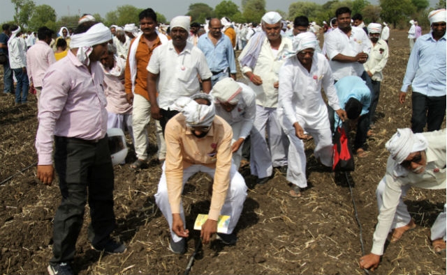 India: Los agricultores siembran semillas de algodón GM no aprobadas contra la apatía del gobierno sobre la aprobación de la tecnología 