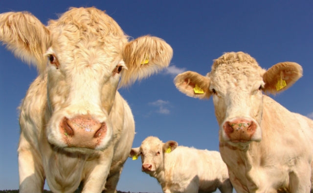 El mito del metano: por qué las vacas no son responsables del cambio climático