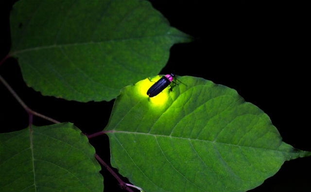 La bioluminiscencia podría iluminar nuestras calles