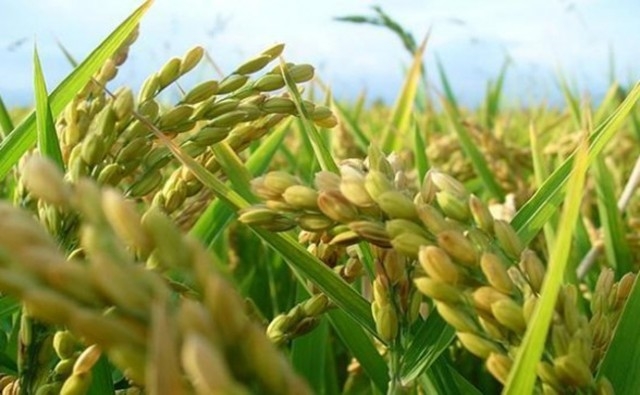 Desarrollan arroz GM con mejor rendimiento y aroma