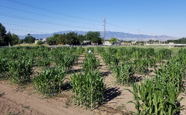 El maíz tolerante a la sequía viene con una ventaja: resistencia a los ácaros