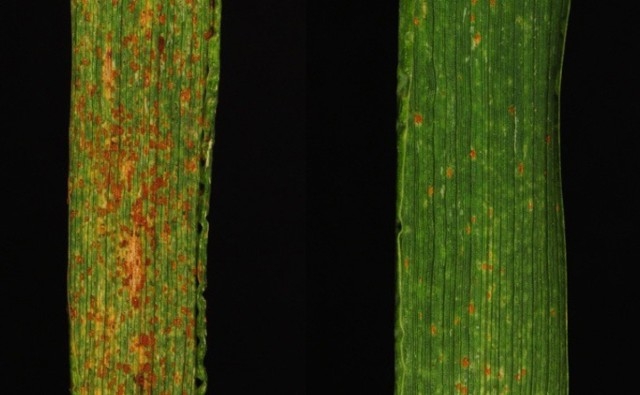 CSIRO - «Gene Sandwich» para aumentar la resistencia del trigo a la oxidación