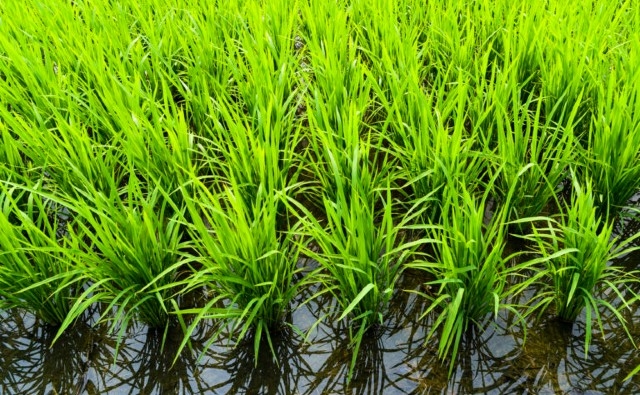 Científicos chinos descubren el gen del arroz para adaptarse a niveles bajos de nitrógeno en el suelo