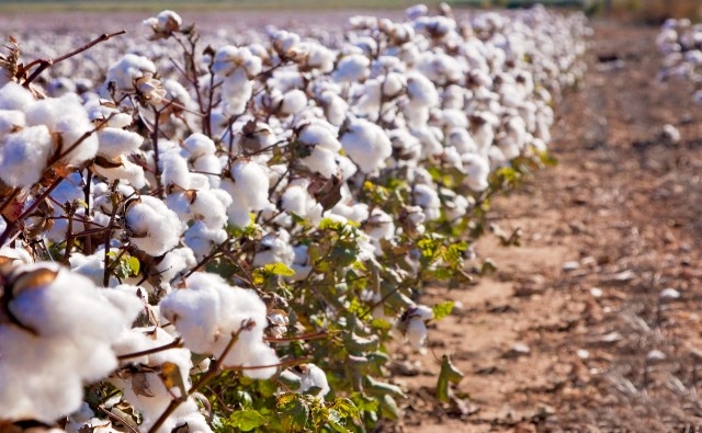 Las reformas agrícolas de Kenia se preparan para impulsar la comercialización del algodón Bt