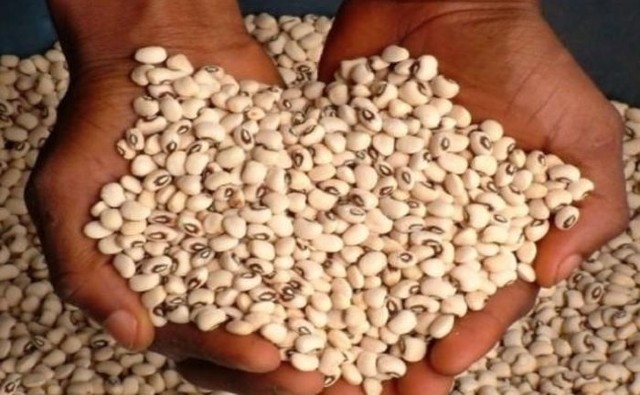 Cómo el caupí OGM puede contribuir a los desafíos de la suficiencia alimentaria de Nigeria