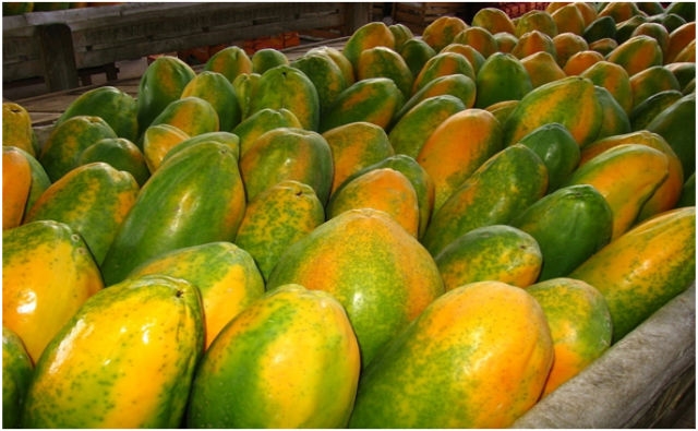Las papayas colombianas podrían comenzar a saborearse en el mundo dentro de muy poco