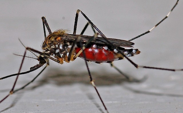 La vacuna contra el dengue, que tanto se necesita, se ve reforzada por la elaboración de perfiles inmunitarios