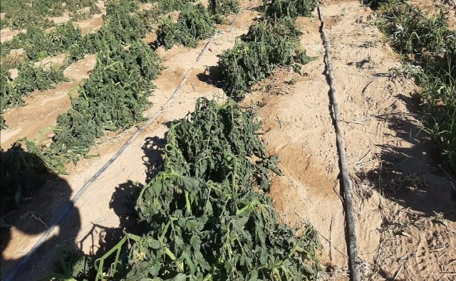 Helada afecta cultivos de 30 comunidades del Cono Sur de Cochabamba