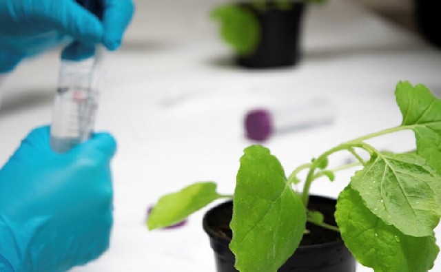 Desvelan los mecanismos moleculares de las plantas para distinguir entre compuestos esenciales y tóxicos