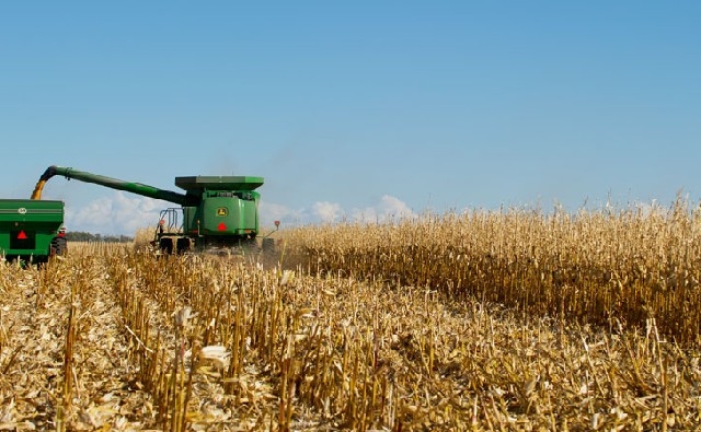 Una levadura modificada puede producir etanol a partir de tallos de maíz y otras sobras de una cosecha.