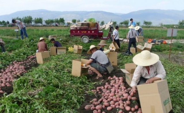 Trabajando en la seguridad alimentaria mundial: Científicos chinos avanzan en técnica de cultivo de papa