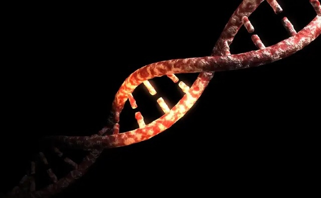 Solo del 1,5 al 7% del genoma humano moderno es exclusivamente nuestro