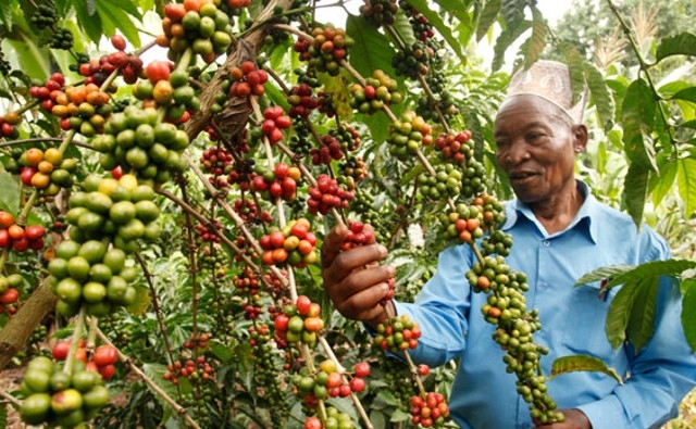Científicos ugandeses desarrollan variedades de café tolerantes a la sequía para ahorrar valiosos cultivos comerciales