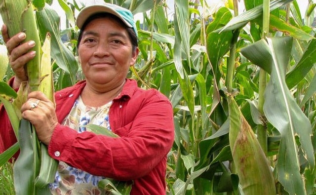 ¿Pueden coexistir cultivos nativos y convencionales con variedades  genéticamente modificadas? El caso de Honduras