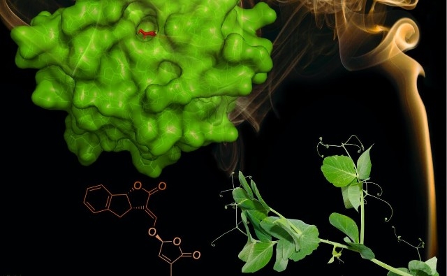 Los detectores de humo de las plantas evolucionan como sensores de hormonas