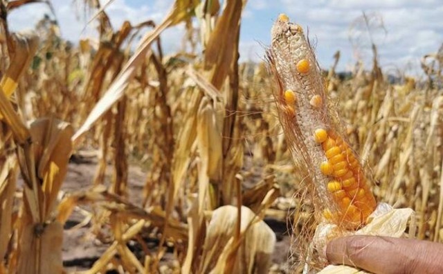Bolivia: La sequía no solo destruye al maíz, también mata reses en el Chaco