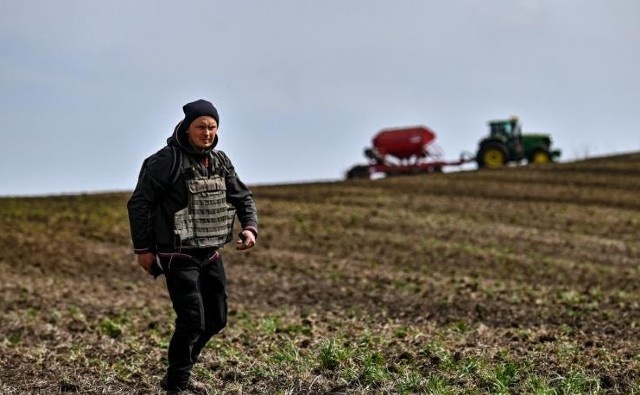 Cultivos en riesgo en Ucrania y para sus socios importadores de alimentos