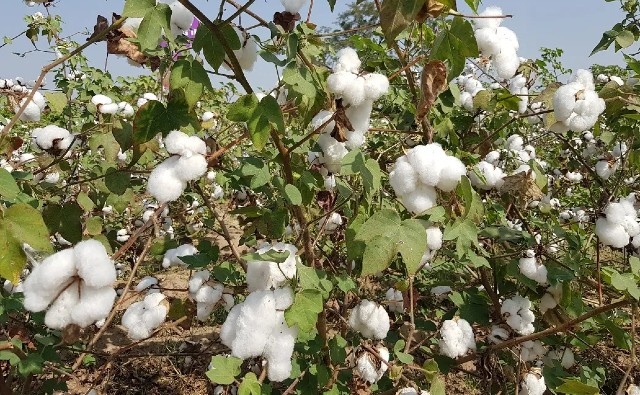 Nigeria: Corte confirma aprobación, comercialización de algodón Bt