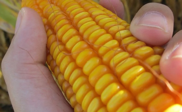Los tres principales países productores de maíz, juntos para eliminar las barreras comerciales y científicas