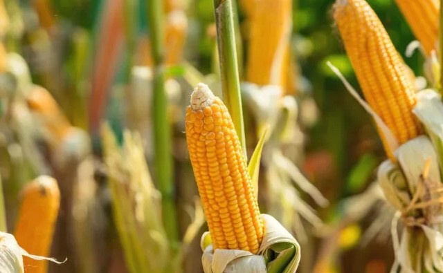 La EFSA emite dictamen científico favorable sobre maíz GM de cinco eventos apilados