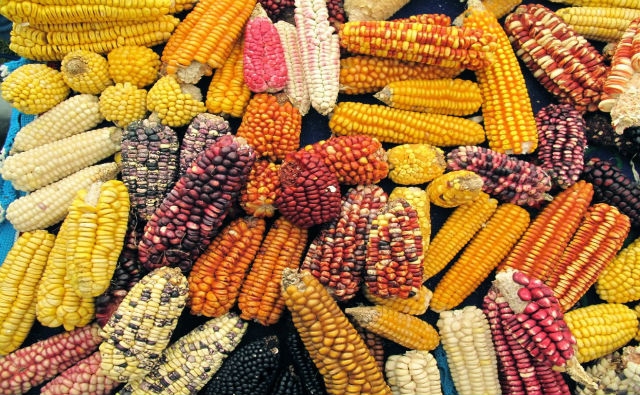Científicos hallan primeros vestigios del maíz moderno