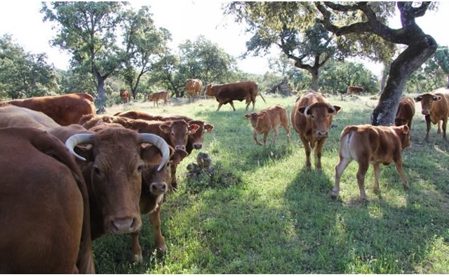 Más de 50 países debaten en Panamá el futuro de la ganadería en el mundo