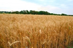 Paraguay se convierte en el tercer país en aprobar la siembra comercial de trigo transgénico HB4 tolerante a sequía