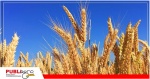 Bolivia: El CIAT liberará dos nuevas variedades de trigo este mes