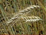 El clima no está favoreciendo al trigo y atrae enfermedades que generan daños a los cultivos