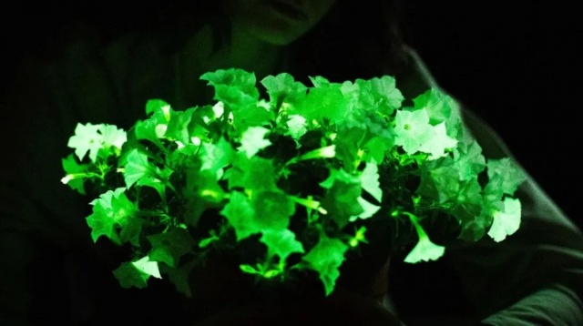 ¡Brillante! Una petunia transgénica bioluminiscente llega al mercado estadounidense por primera vez