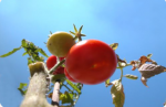 Logran tomate editado genéticamente que consume menos agua 