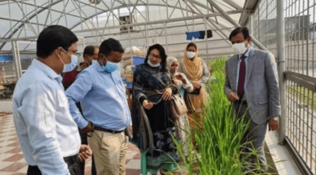 Bangladesh se suma a los países que permiten el uso comercial de cultivos editados genéticamente, con desarrollos locales en curso