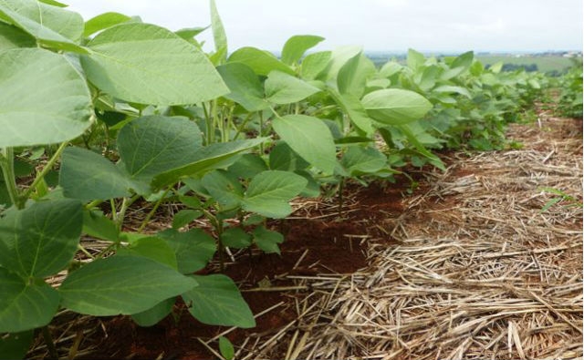 El Estado brasileño de Mato Grosso tiene más área con cultivo de OGM que la India