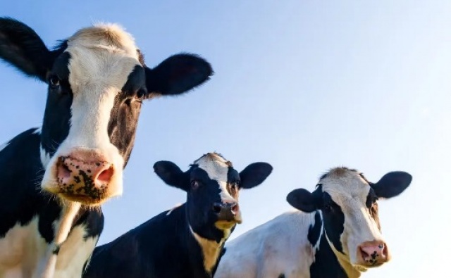Crean vaca transgénica ‘salvadiabéticos’ que produce insulina humana en su leche